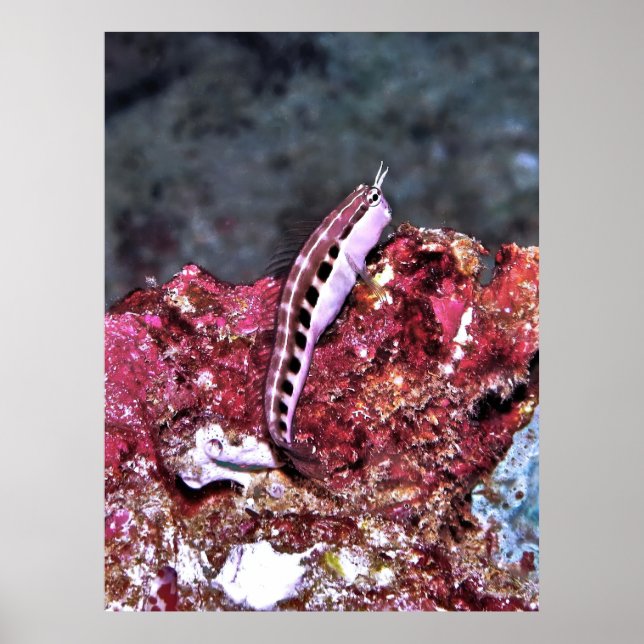 Poster Perching Blenny (Frente)