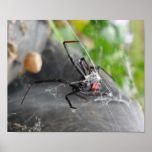 Pôster Perda de Viúva