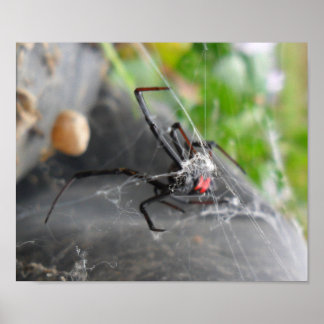 Pôster Perda de Viúva