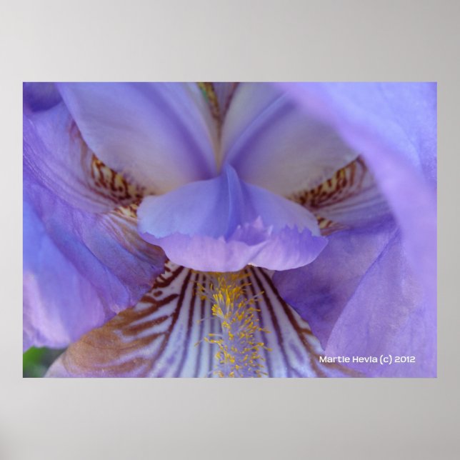 Pôster Perdido em um Sonho (Frente)