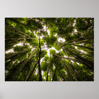 Pôster Perdido No Bambu