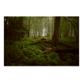 Pôster Perdidos na floresta