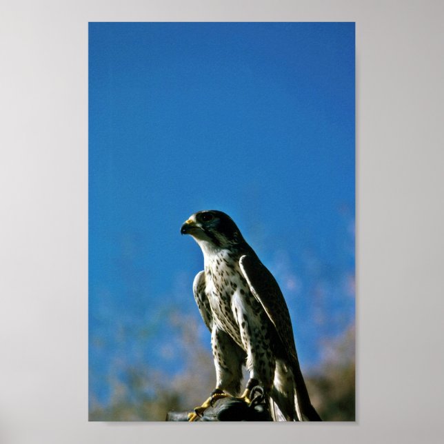 Pôster Peregrine Falcon (Frente)