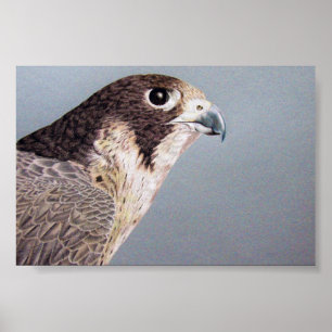 Pôster Peregrine Falcon