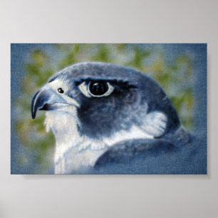 Poster Peregrine Falcon