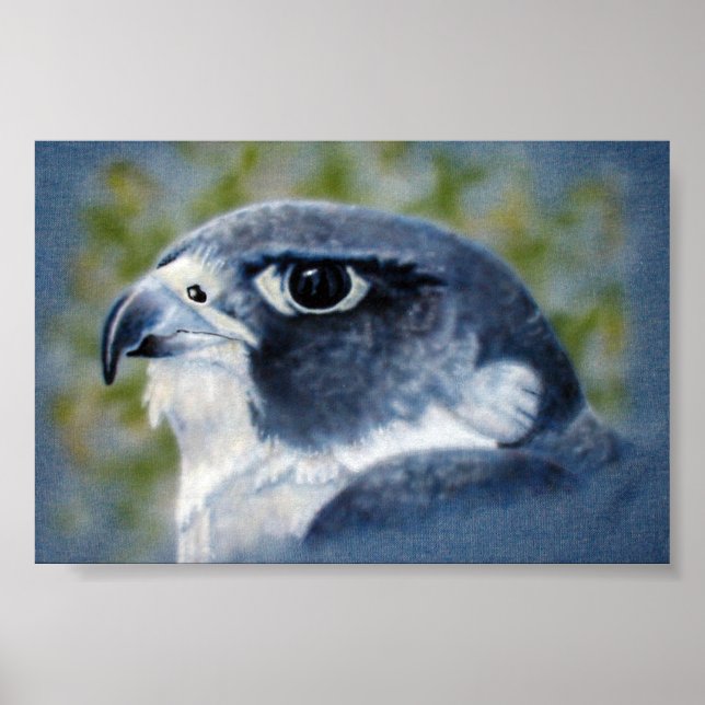 Poster Peregrine Falcon (Frente)