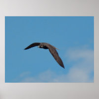Peregrine Falcon