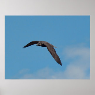 Pôster Peregrine Falcon