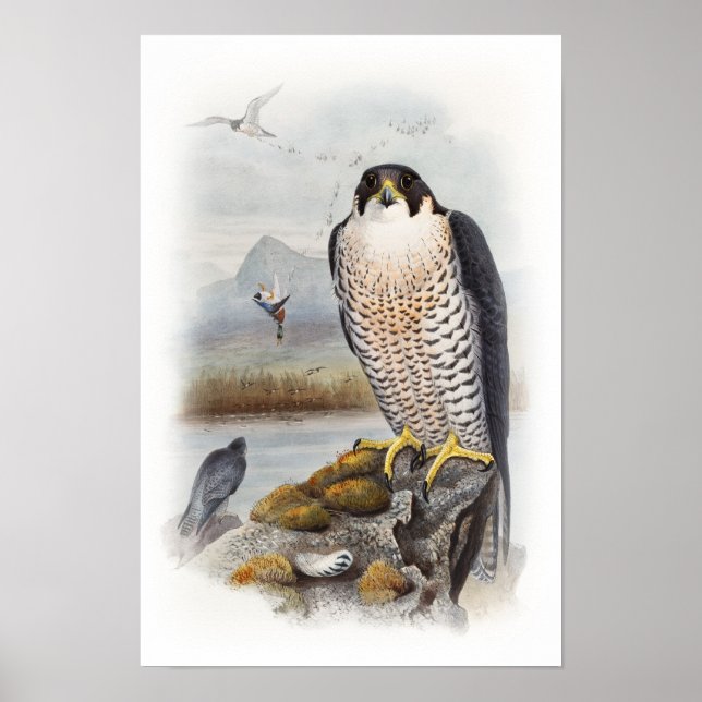 Poster Peregrine Falcon John Gould Aves da Grã-Bretanha E (Frente)