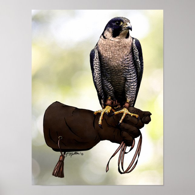 Poster Peregrine Falcon on Glove (Frente)