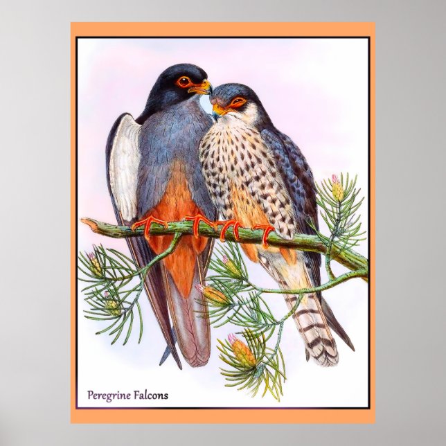 Poster Peregrine Falcons (Frente)