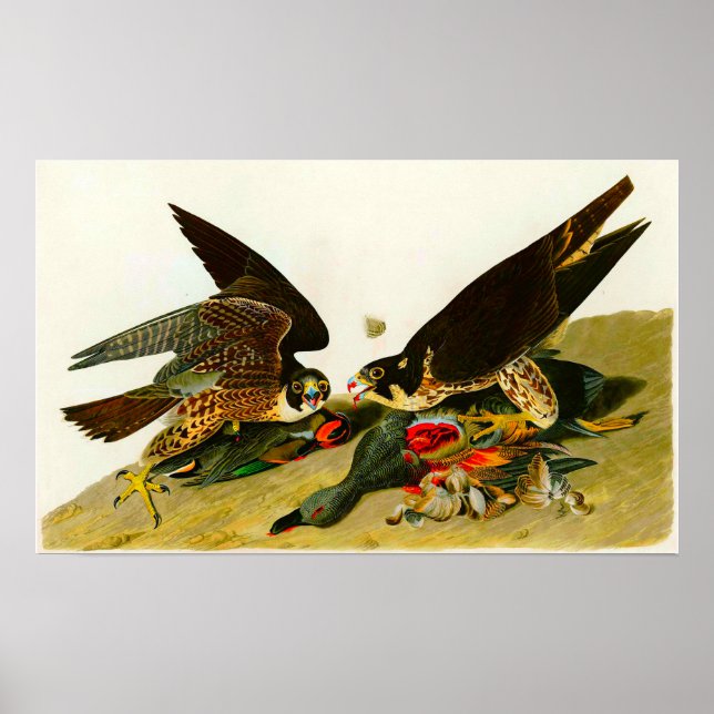 Poster Peregrine Falcons John James Audubon 1838 (Frente)