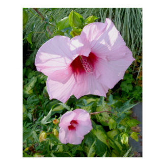 Pôster Perfeito da Flor de Hibiscus Giant Comestível