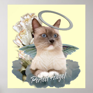 Poster perfeito do gatinho do anjo de Ragdoll
