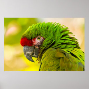 Pôster Perfil de arara no Zoológico de Santa Barbara