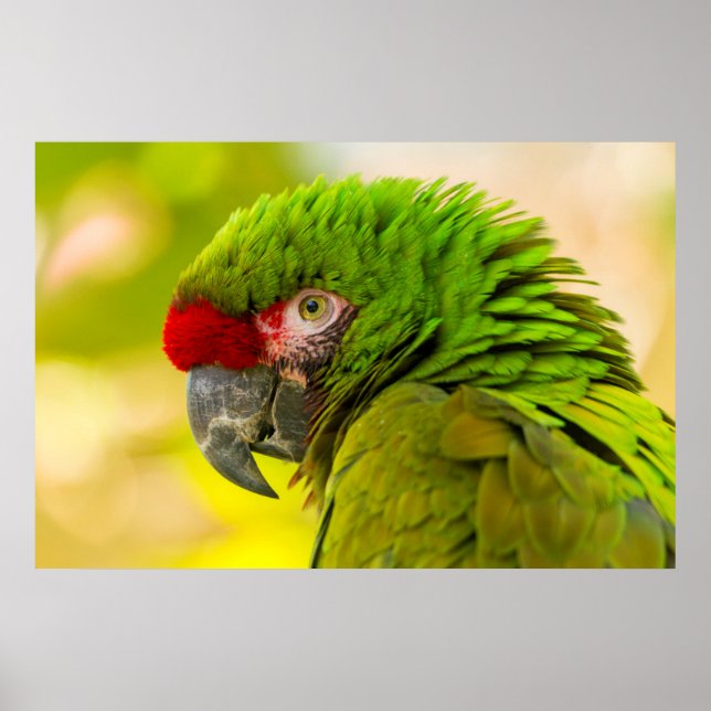 Pôster Perfil de arara no Zoológico de Santa Barbara (Frente)
