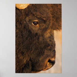 Poster Perfil de Búfalo