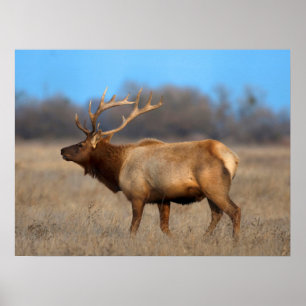 Poster Perfil de Elk no outono