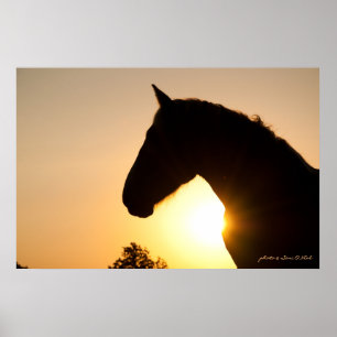 Poster Perfil de um Cavalo belga