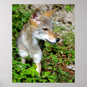Pôster Perfil de um filhote de cachorro do chacal