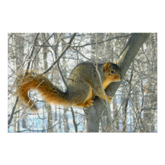Pôster Perfil do Esquilo Fox