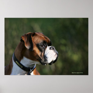 Poster Perfil do lado do cão do pugilista