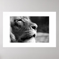 Perfil do Leão