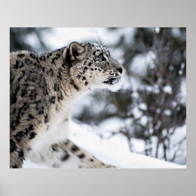 Pôster Perfil do Leopardo da Neve (Frente)