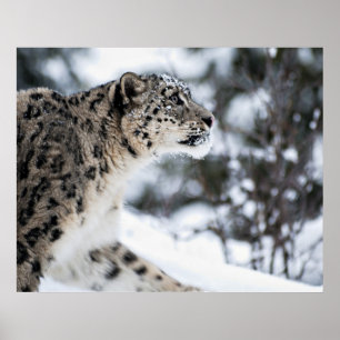 Pôster Perfil do leopardo de neve