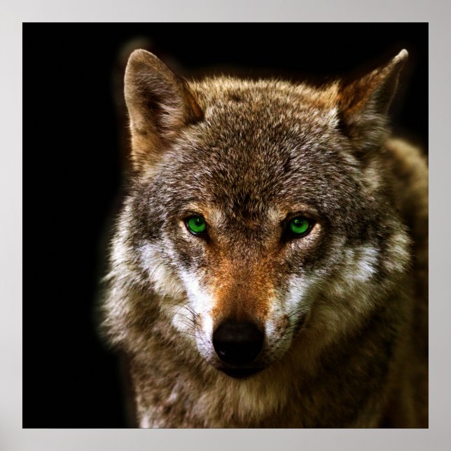 Pôster Perfil do Lobo com olhos verdes - fundo editável (Frente)