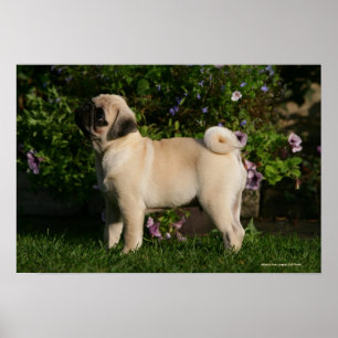 Pôster Perfil do Pug da jovem corça