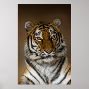 Poster Perfil do Tiger