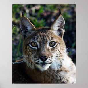 Pôster Perfil Siberian Lynx