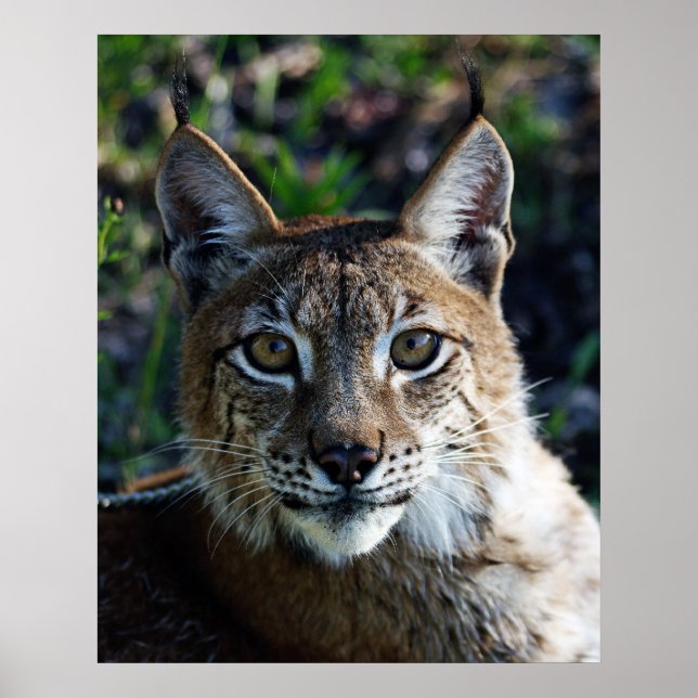 Pôster Perfil Siberian Lynx (Frente)