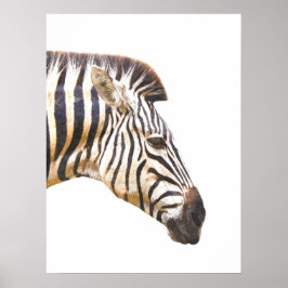 Poster Perfil zebra retrato da selva animal