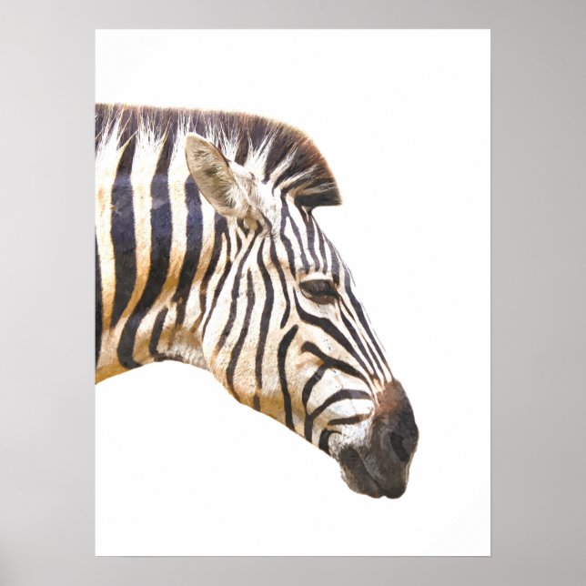 Poster Perfil zebra retrato da selva animal (Frente)