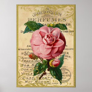 Poster Perfume antigo dos rosas