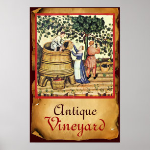 POSTER PERGAMINO DA COLHEITA DE VINHEDO DE UVA ANTIGO