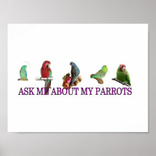 Poster Pergunte-me sobre meus papagaios