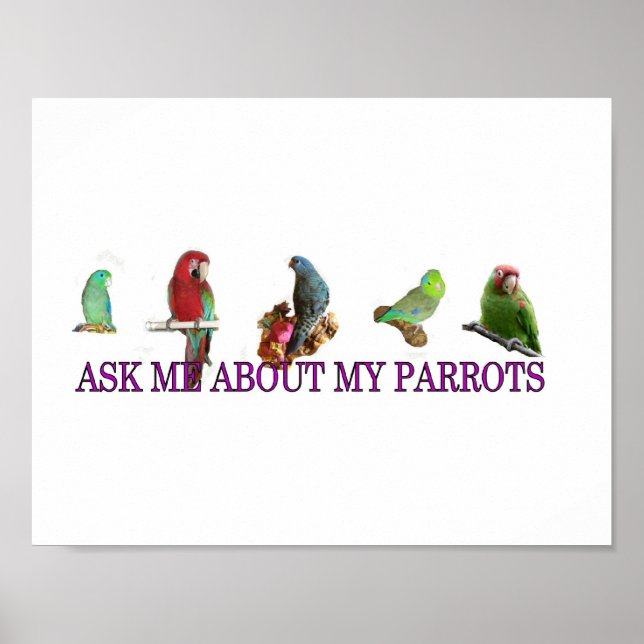 Poster Pergunte-Me Sobre Os Meus Papagaios (Frente)