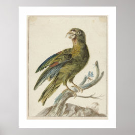 Poster Periquito (1670 - 1719) por Jan Weenix