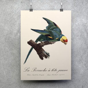 Poster Periquito-da-carolina, Conuropsis carolinensis