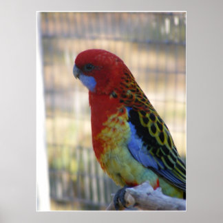 Pôster Periquito de Rosella Oriental