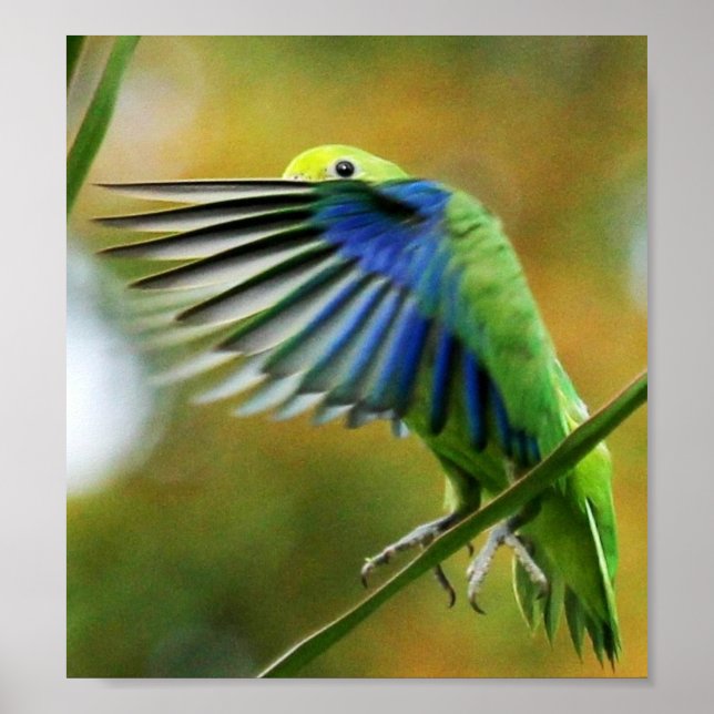 POSTER PERIQUITO TUIM 1 (Frente)