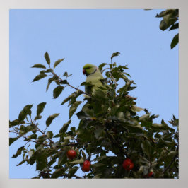 Pôster Periquito-verde