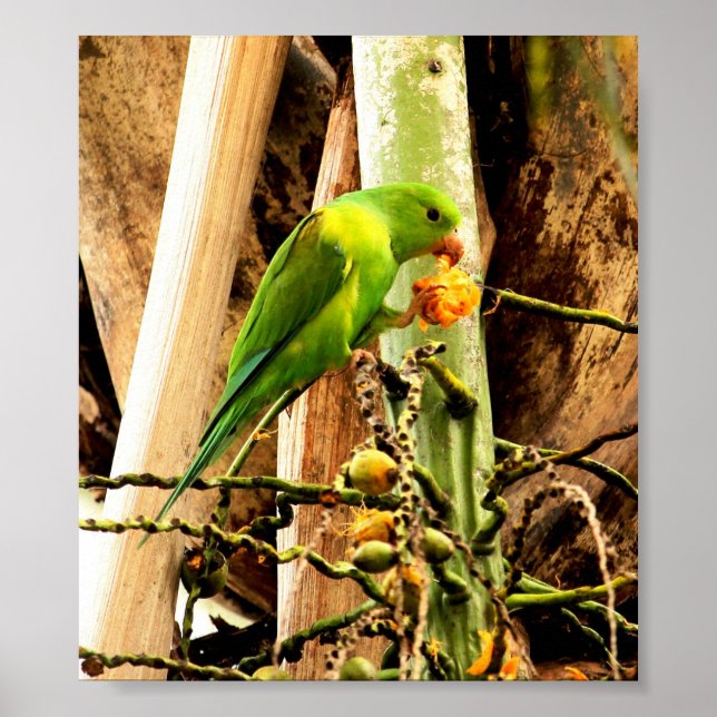 POSTER PERIQUITO VERDE 8 (Frente)