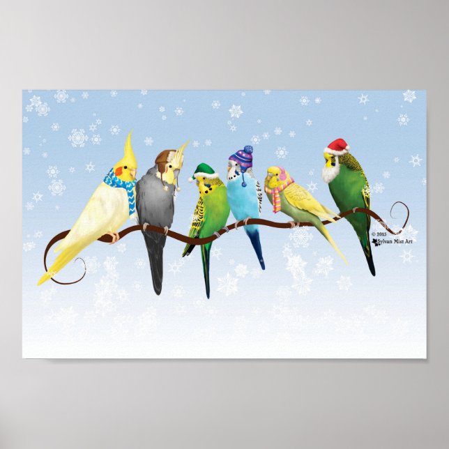 Poster Periquitos e Cockatiels de inverno (Frente)