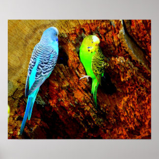 Pôster Periquitos (Melopsittacus undulatus)