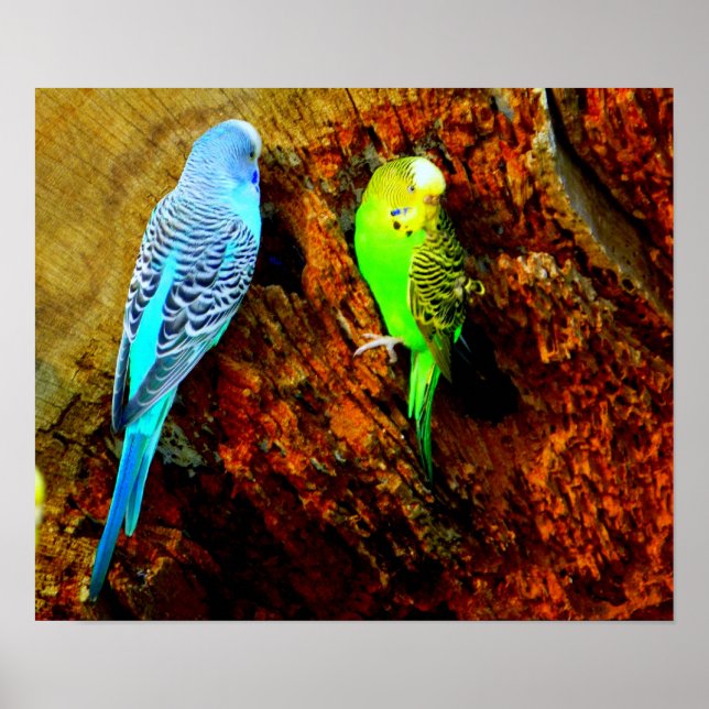 Pôster Periquitos (Melopsittacus undulatus) (Frente)