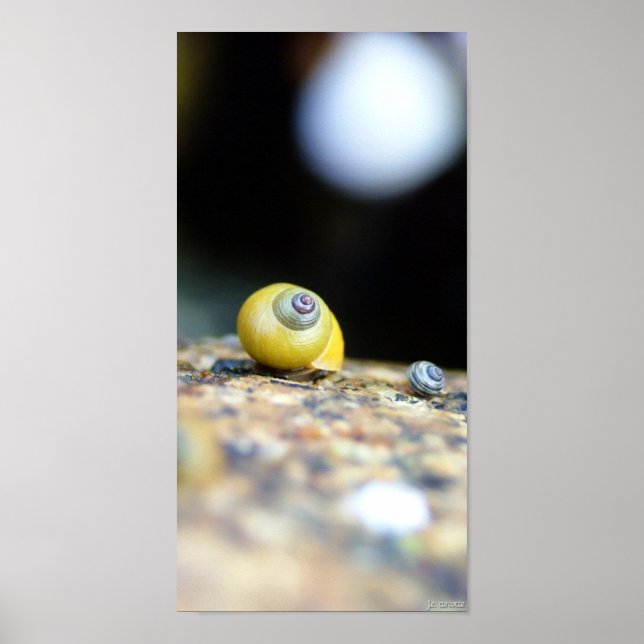 Pôster Periwinkles (Frente)